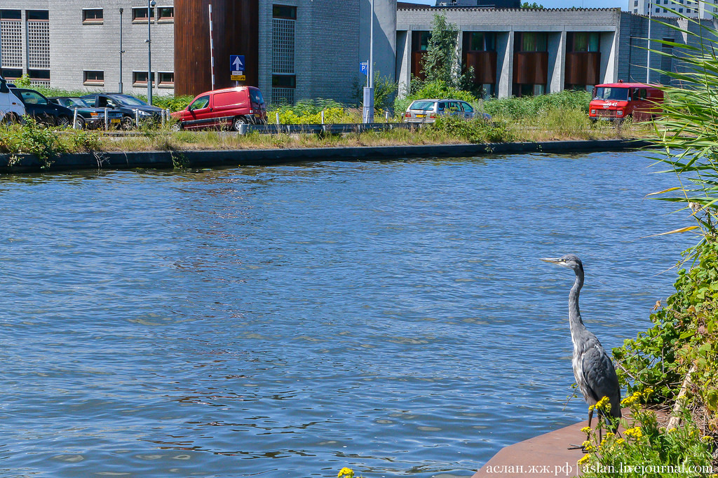 The heron is waiting for passing transport - Heron, Amsterdam, The photo, Longpost