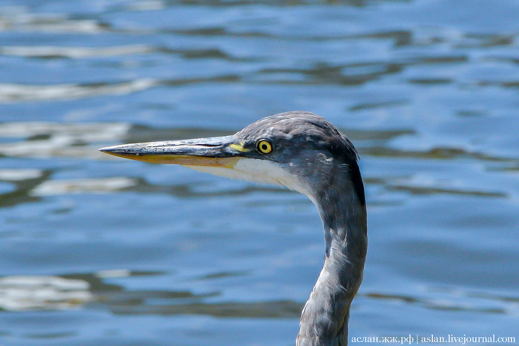 The heron is waiting for passing transport - Heron, Amsterdam, The photo, Longpost