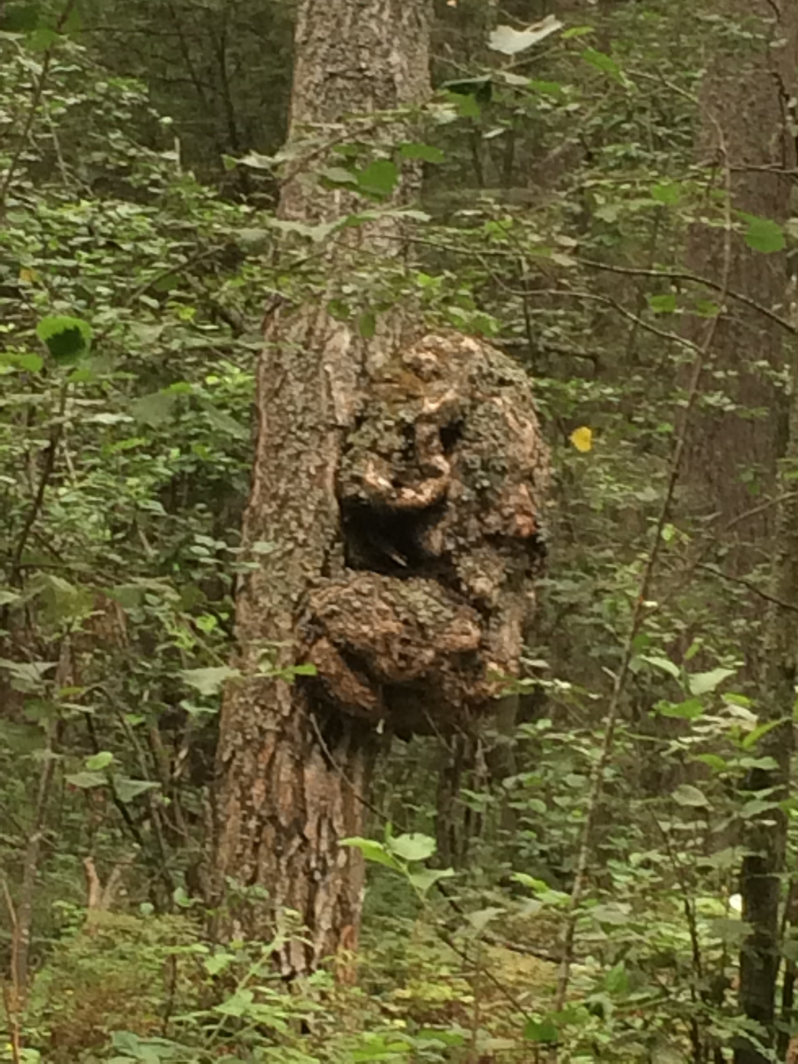 giant toad - My, Forest, It seemed, Toad, Longpost