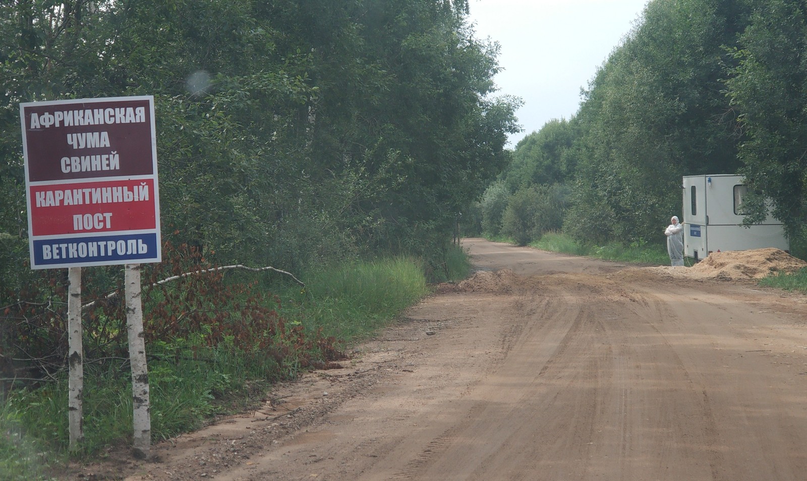 African plague - My, Forest, Road trip, Plague, Longpost