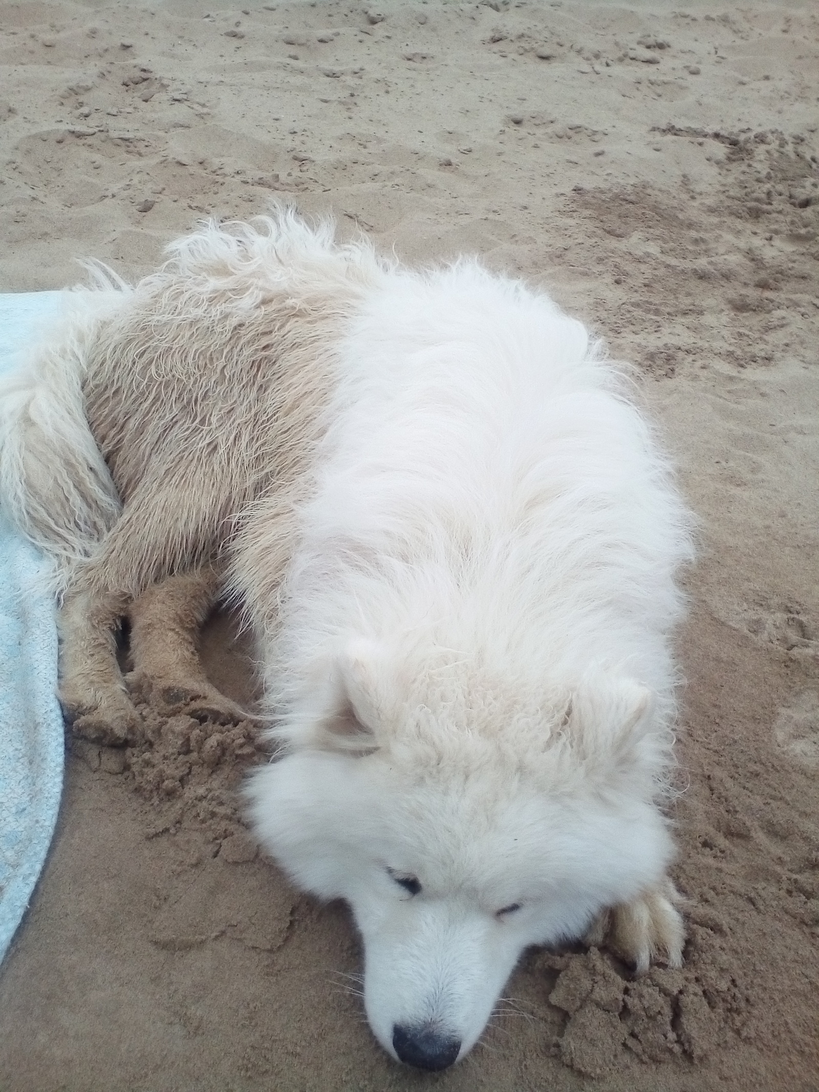 Samoyed on the river and walk - My, Dog North, Samoyed, Pets, Video, Longpost