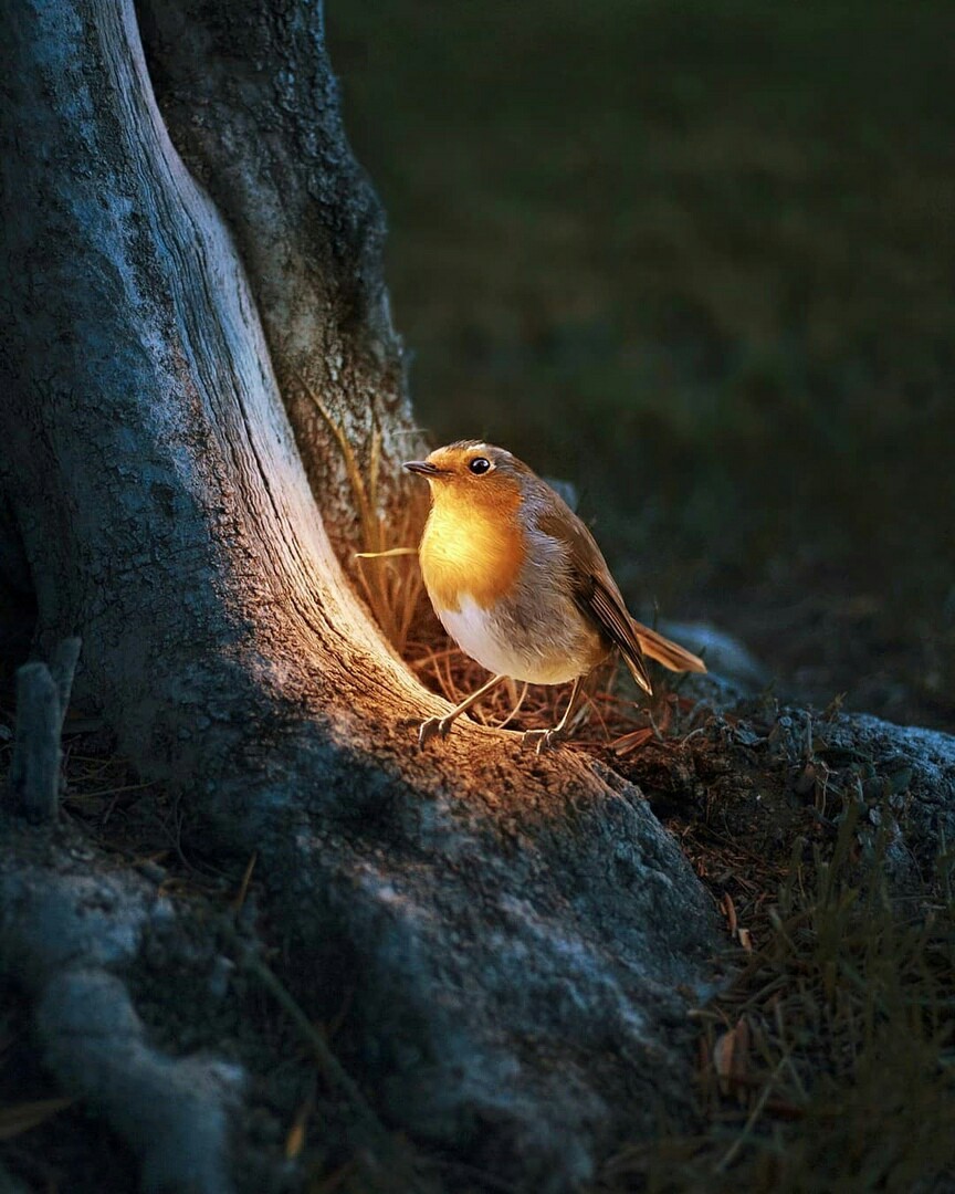 Fireflies - The photo, Animals, Light, Longpost