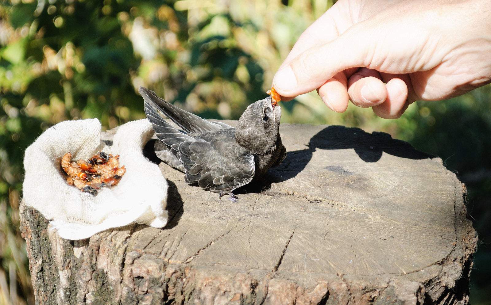 Feeding  lunge  haircut . - My, Black Swift, Apus apus, Birds, The photo, Longpost