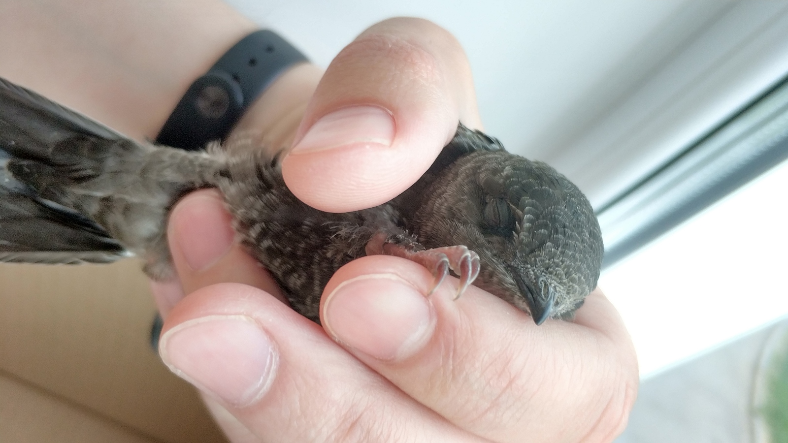 Help identify the chick. Unexpected guest. - My, My, Help, Birds, Longpost, Swift