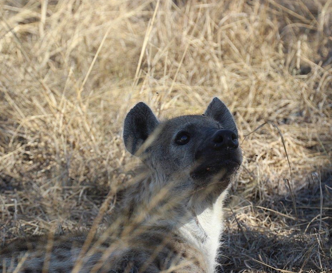 inaccessibility - Hyena, Leopard, Warthog