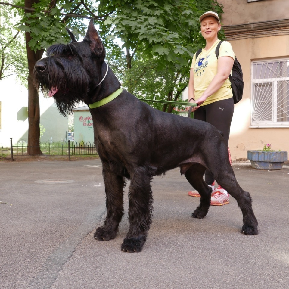 FPS asks for help. - , Schnauzers, Miniature schnauzer, Giant schnauzer, Dog, , Longpost