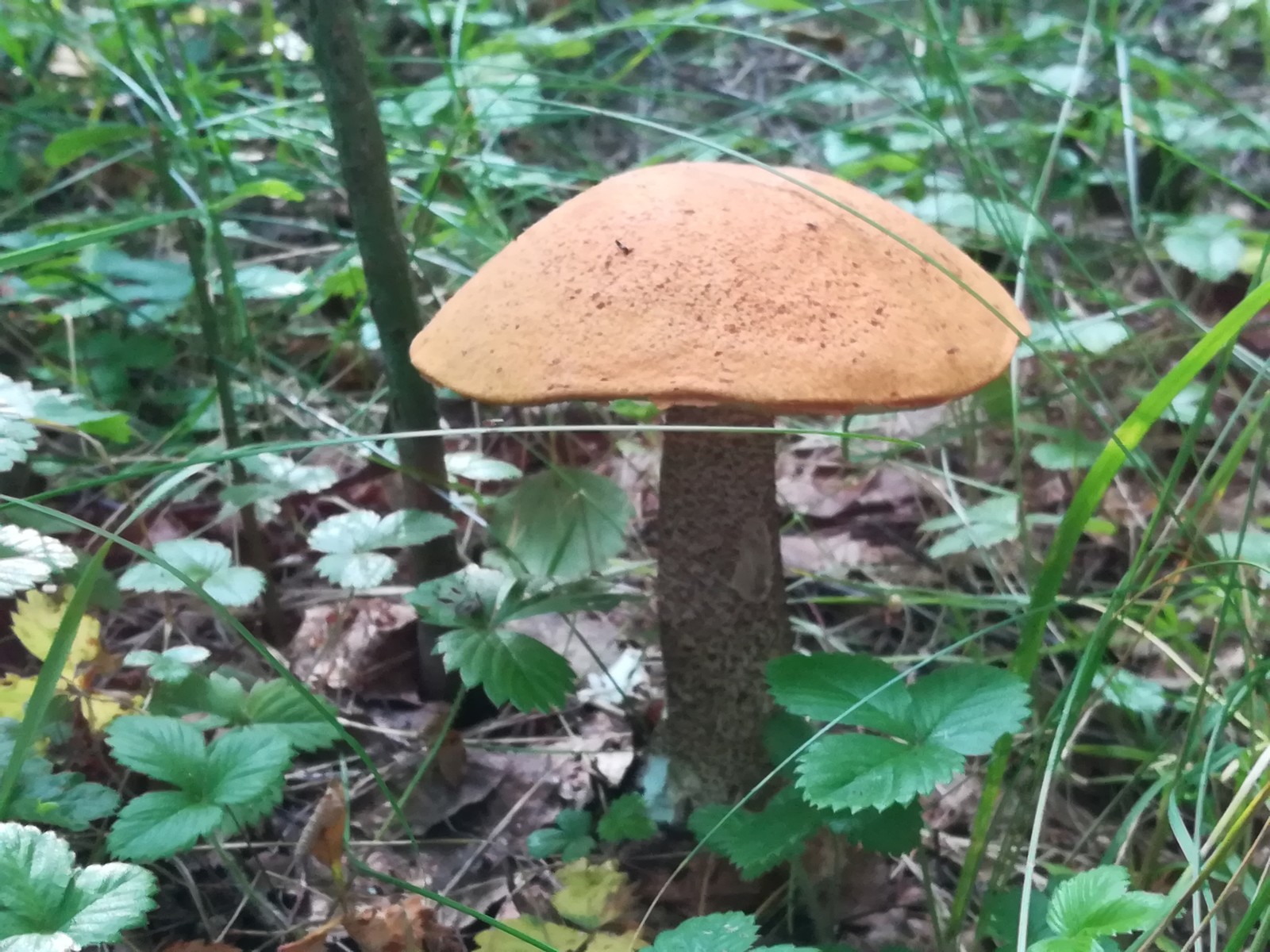 Silent hunt - Mushrooms, Forest, Silent hunt, Longpost