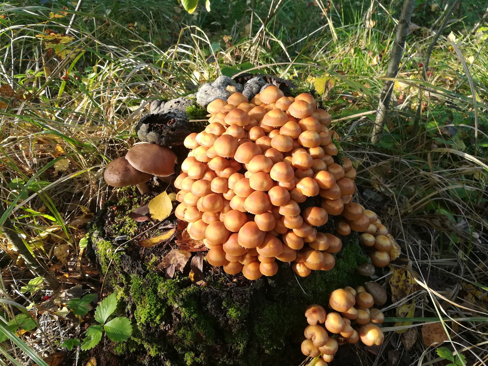 Silent hunt - Mushrooms, Forest, Silent hunt, Longpost