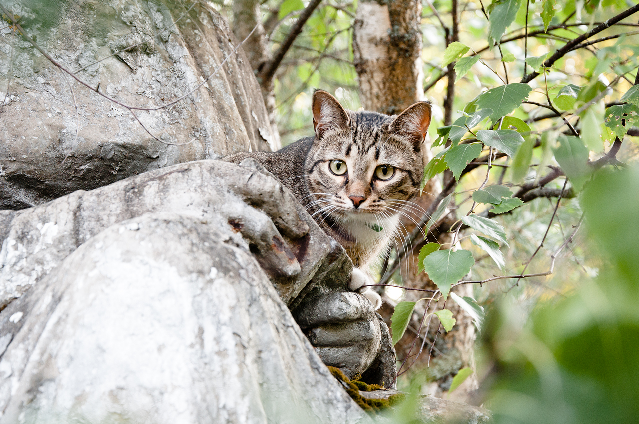 Котик и статуя - Моё, Кот, Статуя, Скульптура, Неожиданно, Заброшенное, Длиннопост