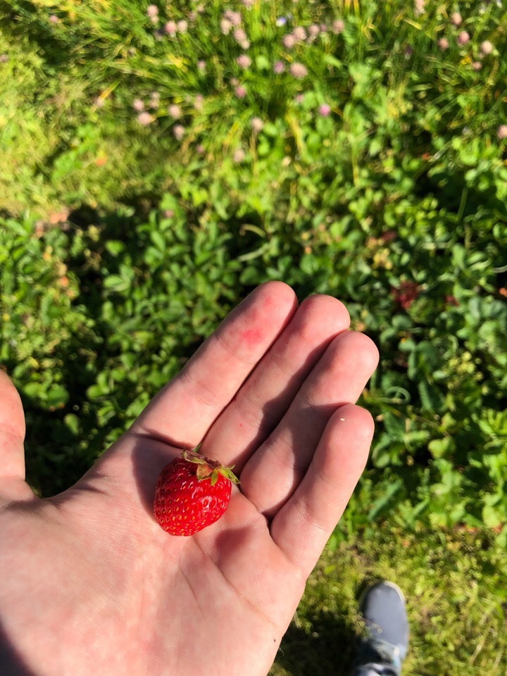 A mini-story about a cat who was offered a strawberry. - My, cat, Strawberry, Longpost, Kittens, Kitty, Strawberry (plant)