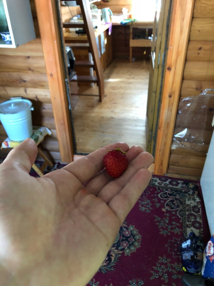 A mini-story about a cat who was offered a strawberry. - My, cat, Strawberry, Longpost, Kittens, Kitty, Strawberry (plant)