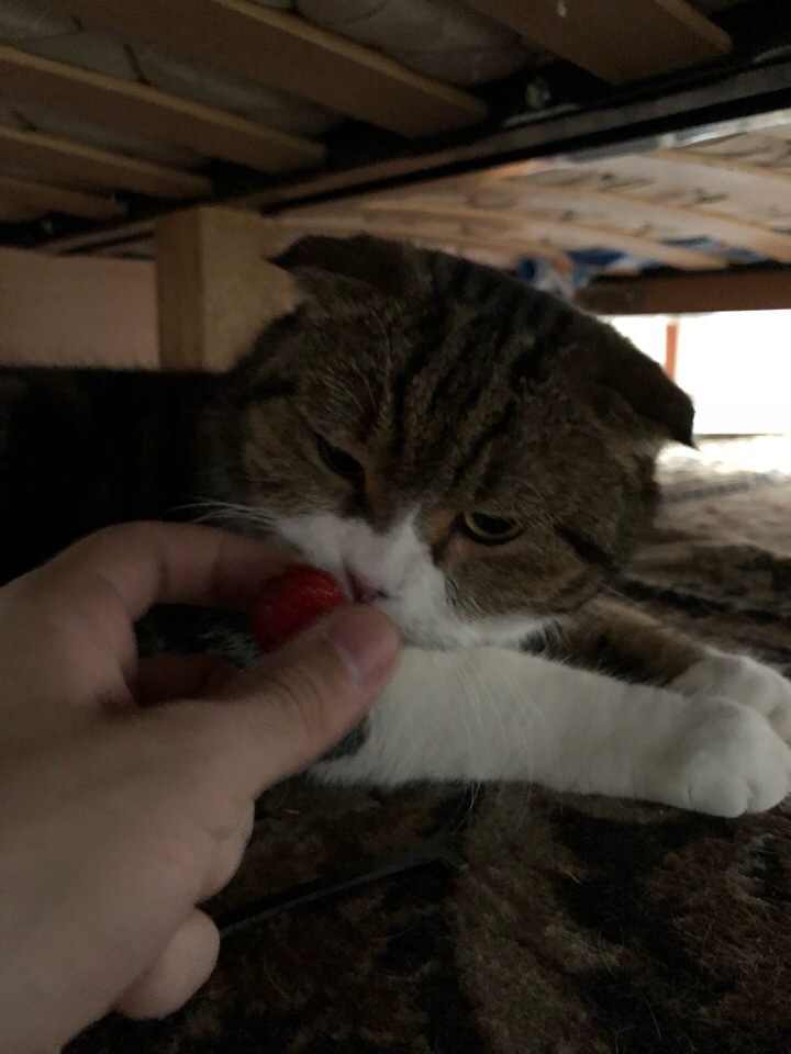 A mini-story about a cat who was offered a strawberry. - My, cat, Strawberry, Longpost, Kittens, Kitty, Strawberry (plant)