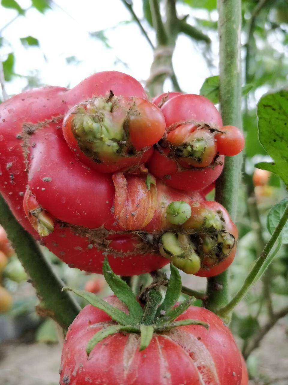 Come up with a cool caption - My, Tomatoes, The photo, Monster