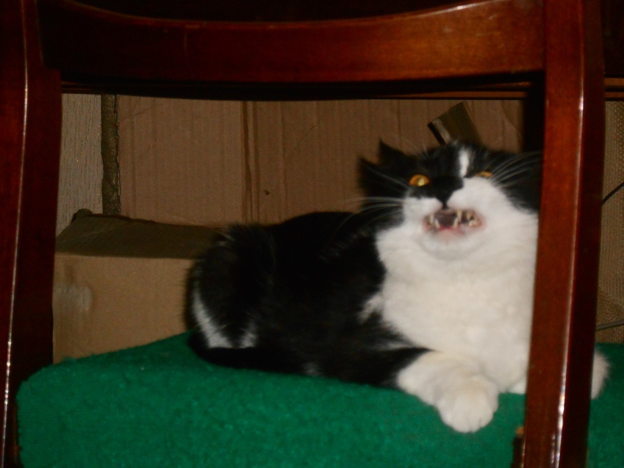 I'm tender and fluffy... or someone disagrees?! - My, cat, Humor, Yawn, Photogenic, 