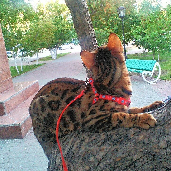 Walk - My, Bengal cat, Pets, cat, Walk, Gorgeous, Catman