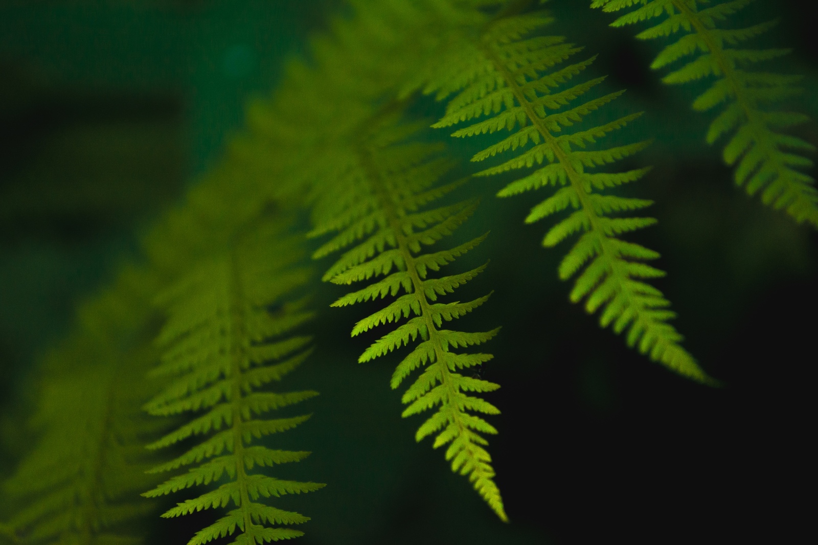 forest details - My, The photo, Nature, Plants, Longpost