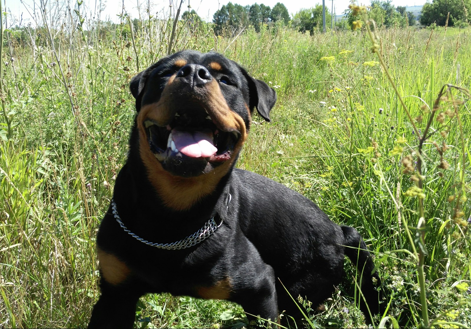 A little summer and a Rottweiler in your feed - My, Rottweiler, Summer, Joy, Photogenic, Dog