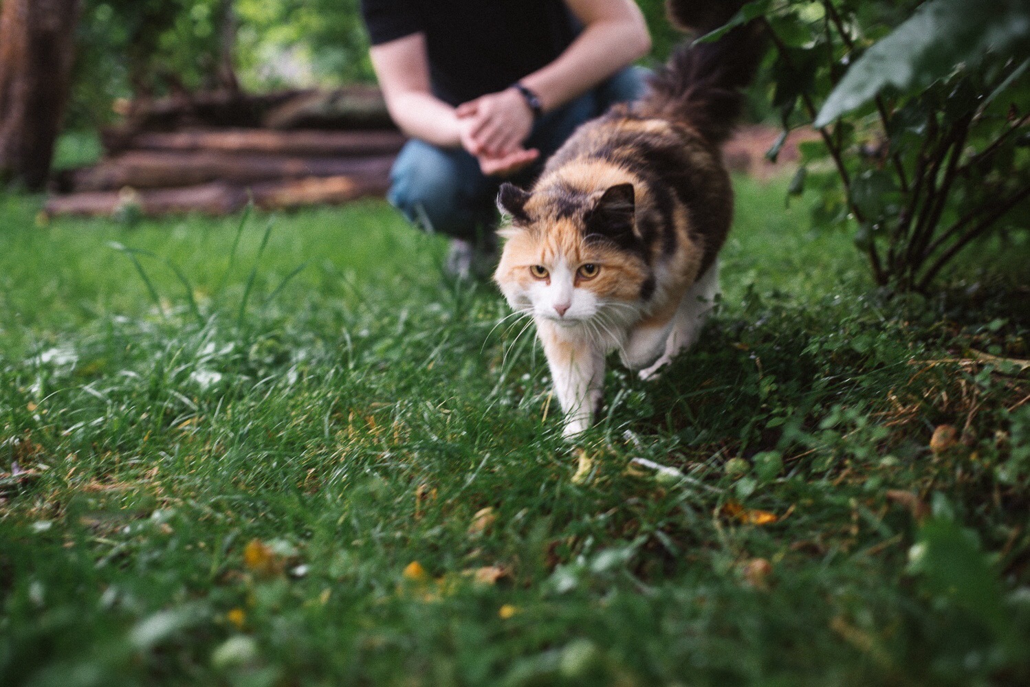 Деревенская кошка - Моё, Котомафия, Трехцветная кошка, Фотография, Питомец, Деревня, Длиннопост, Кот, Домашние животные, Животные