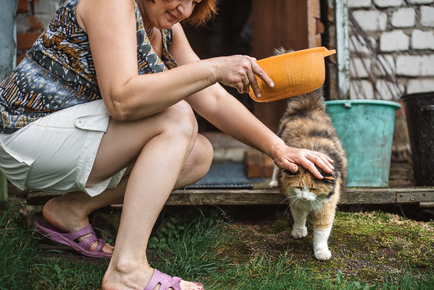 Деревенская кошка - Моё, Котомафия, Трехцветная кошка, Фотография, Питомец, Деревня, Длиннопост, Кот, Домашние животные, Животные