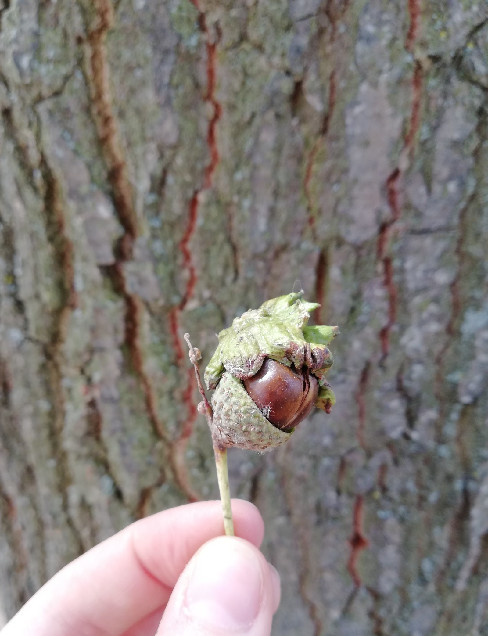 Unidentified object - My, Acorn, Oak, Longpost