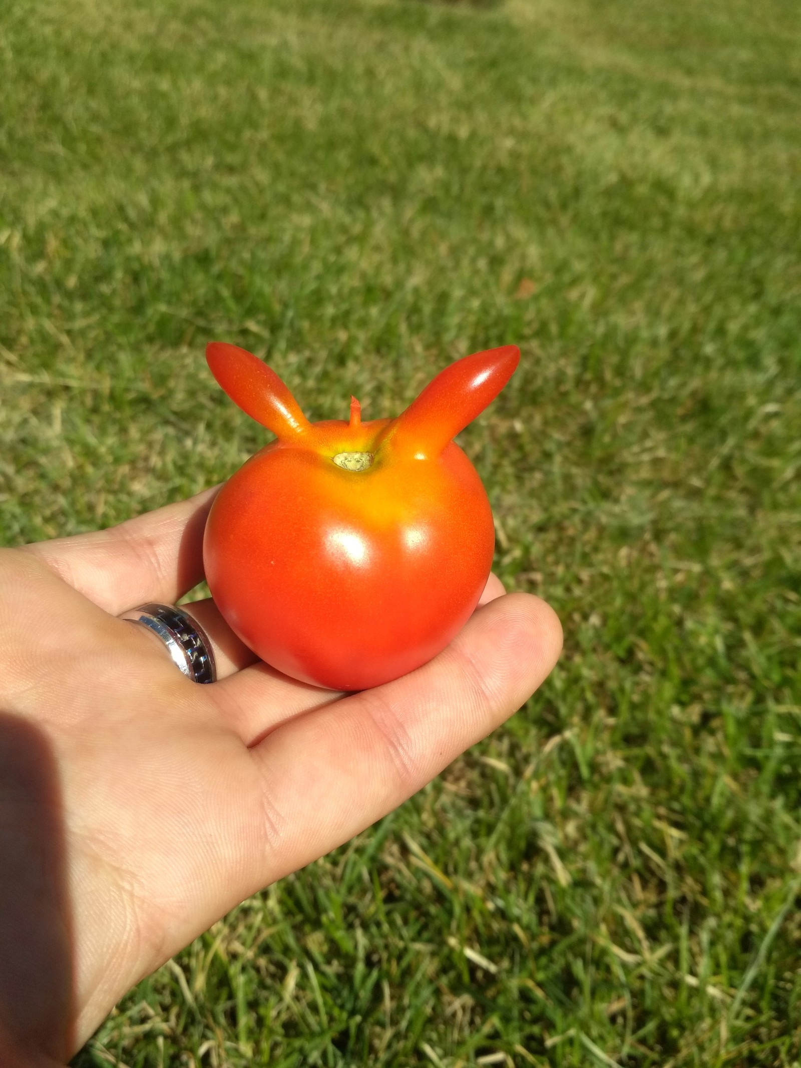 Hare flavored tomato - My, Tomatoes, Harvest, Garden