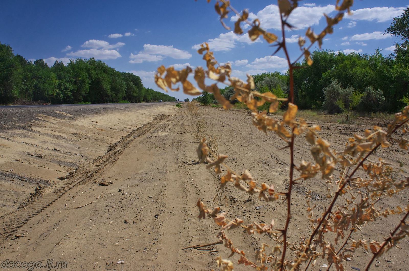 Continuation of the wild story near Volgograd. New photo facts. - My, Horror, Pyatimorsk, Volgograd, Acacia, Longpost, Tree, Ecology, Negative