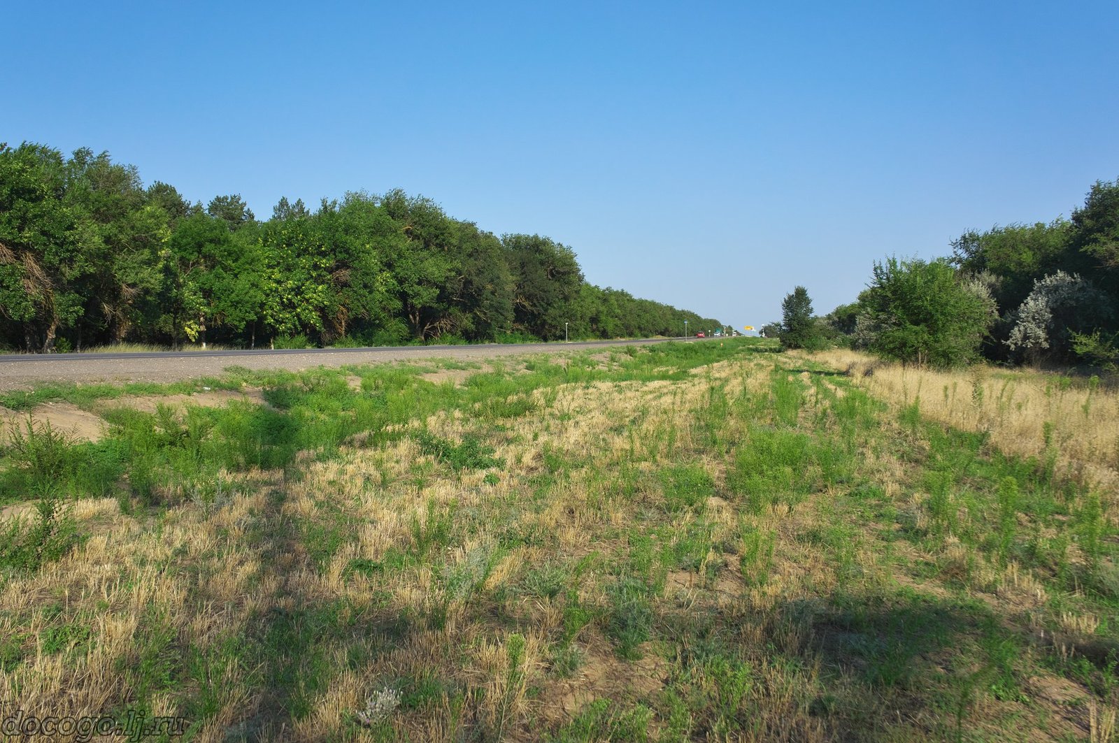 Continuation of the wild story near Volgograd. New photo facts. - My, Horror, Pyatimorsk, Volgograd, Acacia, Longpost, Tree, Ecology, Negative