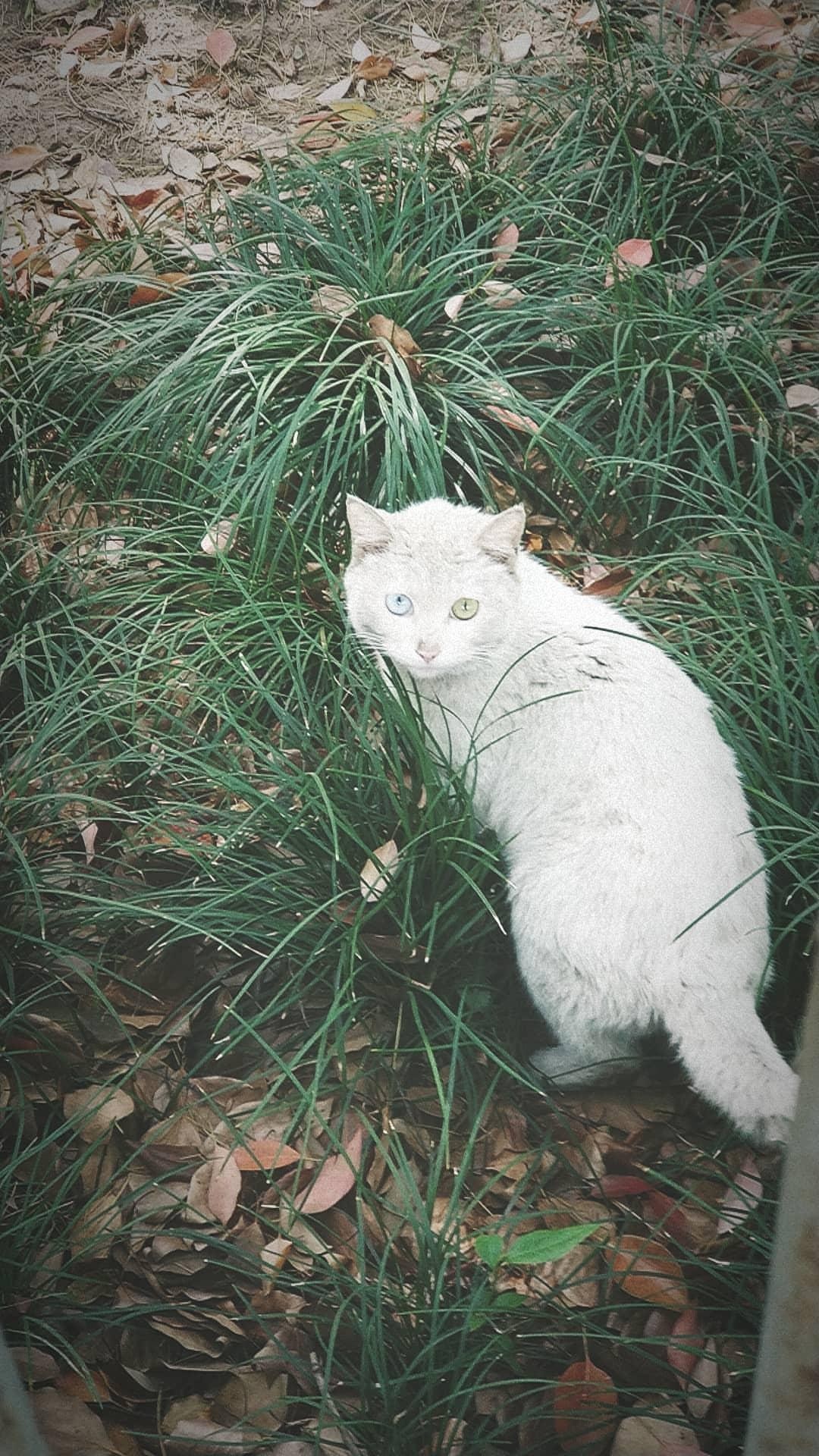 В продолжение темы про котов - Моё, Кот, Фотография