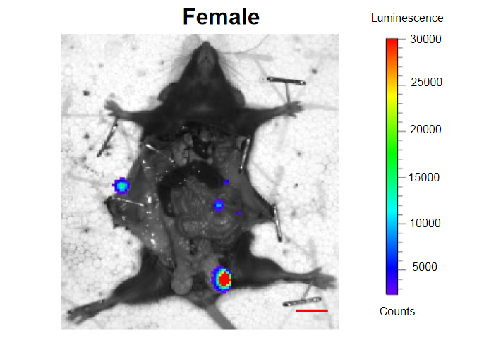 Drugs that destroy old cells have extended the life of mice and are beginning to be tested in humans - The science, The medicine, Aging, Copy-paste, Elementy ru, Longpost