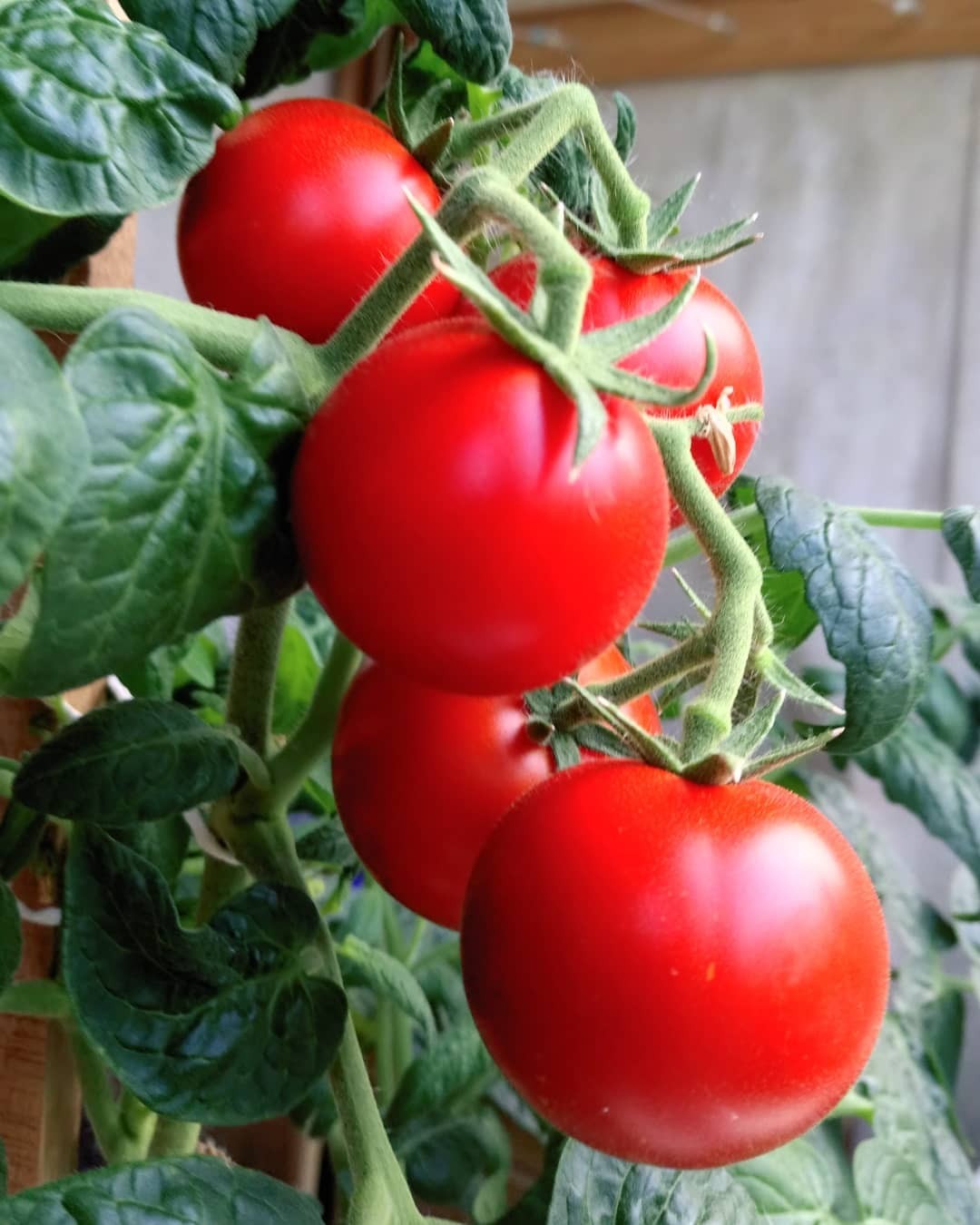 Cherrygrowing Chronicles - My, Vegetable garden on the windowsill, Plants, Tomatoes, Vegetation, Gardening, Longpost