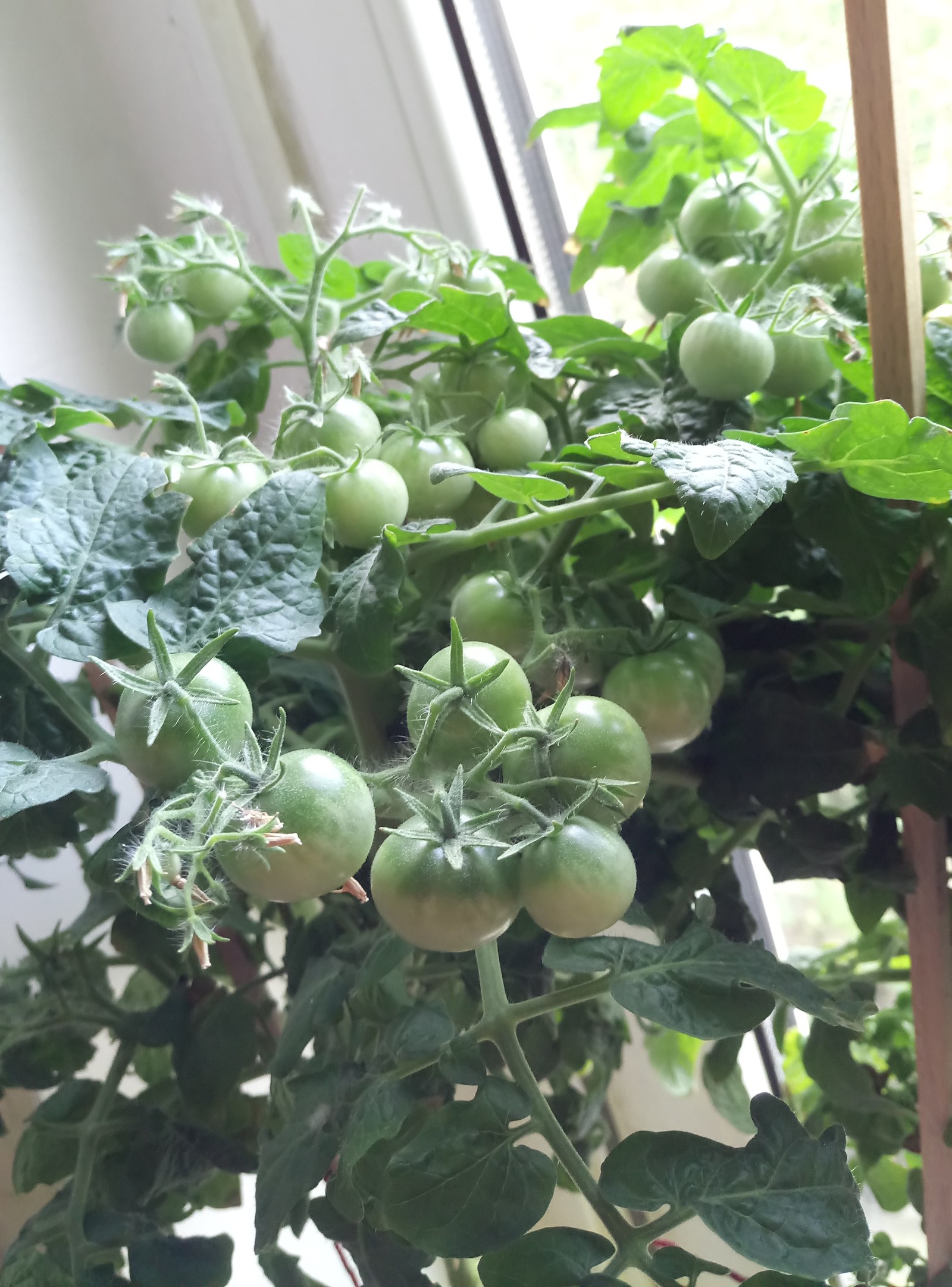 Cherrygrowing Chronicles - My, Vegetable garden on the windowsill, Plants, Tomatoes, Vegetation, Gardening, Longpost