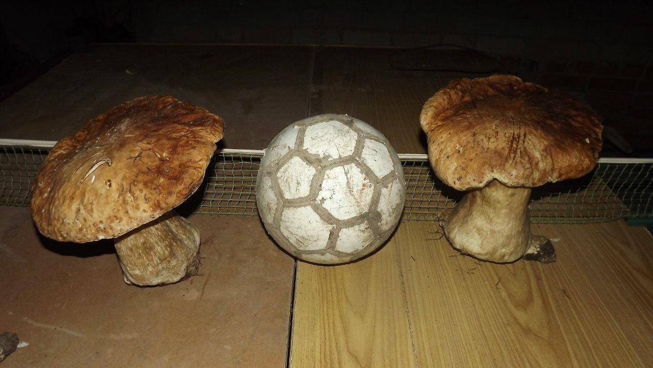 Large size - Mushrooms, Soccer ball