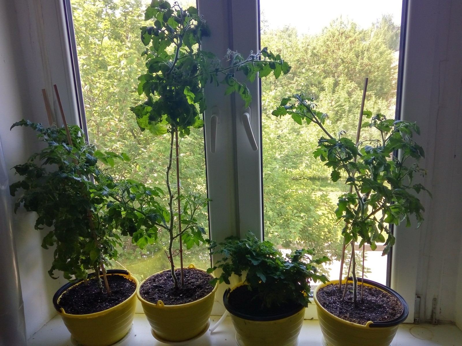 Cherrygrowing Chronicles - My, Vegetable garden on the windowsill, Plants, Tomatoes, Vegetation, Gardening, Longpost