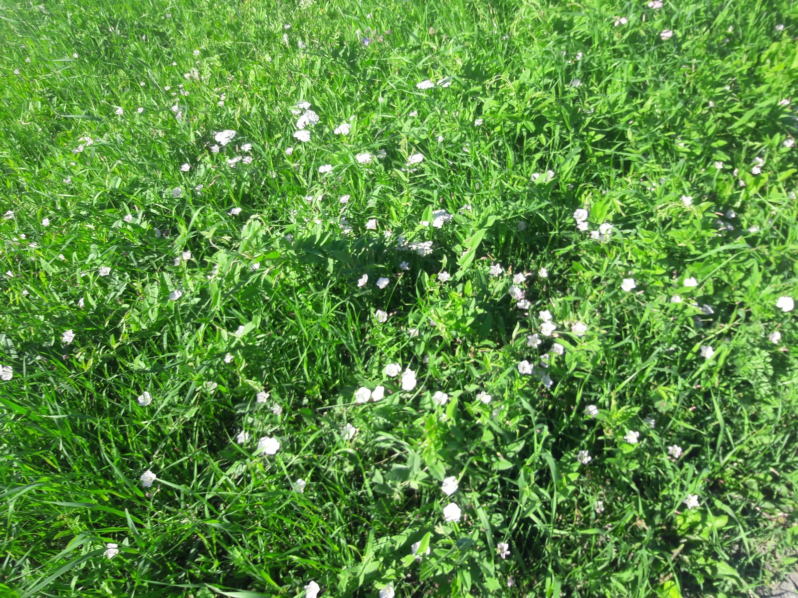 Ревенка трава фото
