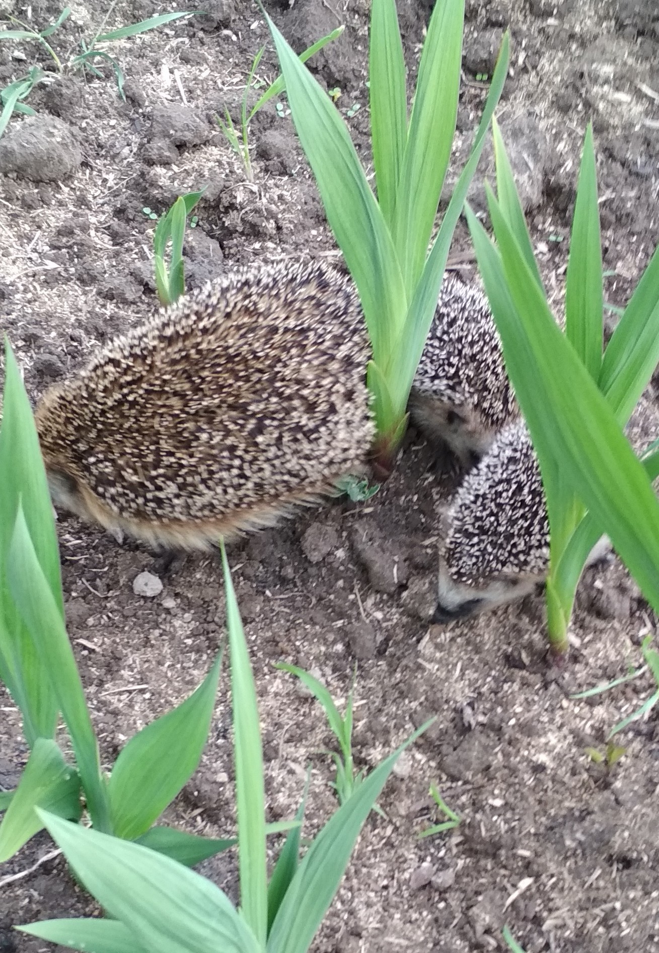 Salvation from a push. - My, Hedgehog, The rescue, Longpost