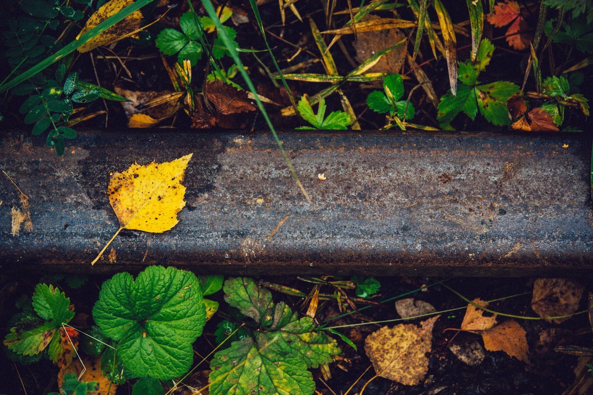 The life of an abandoned railroad... - My, Snail, Railway, Cast, A life, Rails, Longpost