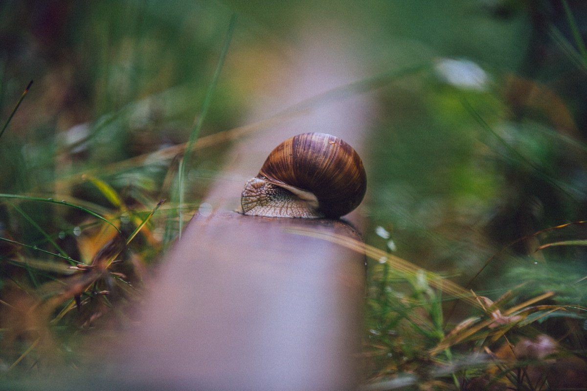 The life of an abandoned railroad... - My, Snail, Railway, Cast, A life, Rails, Longpost