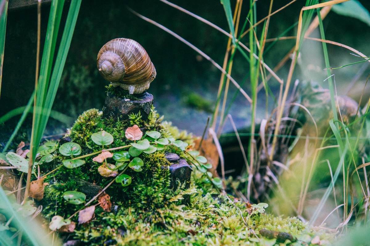 The life of an abandoned railroad... - My, Snail, Railway, Cast, A life, Rails, Longpost