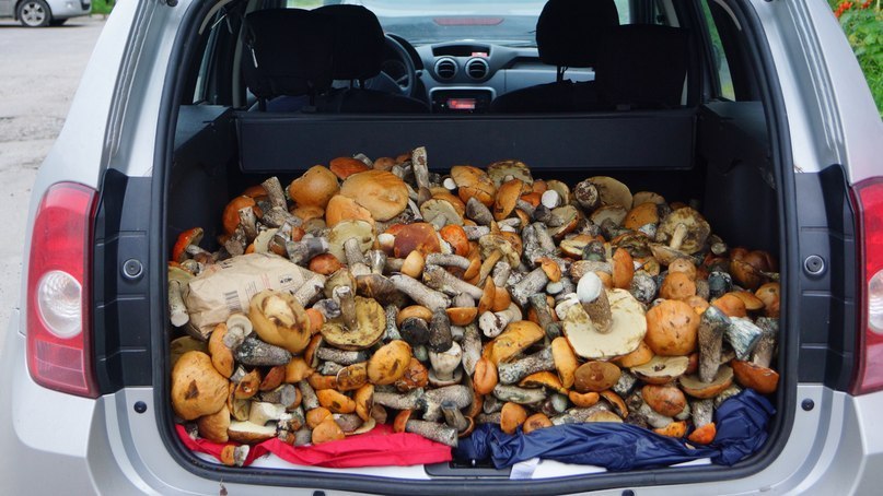 When they themselves jump into the trunk - Mushrooms, Forest