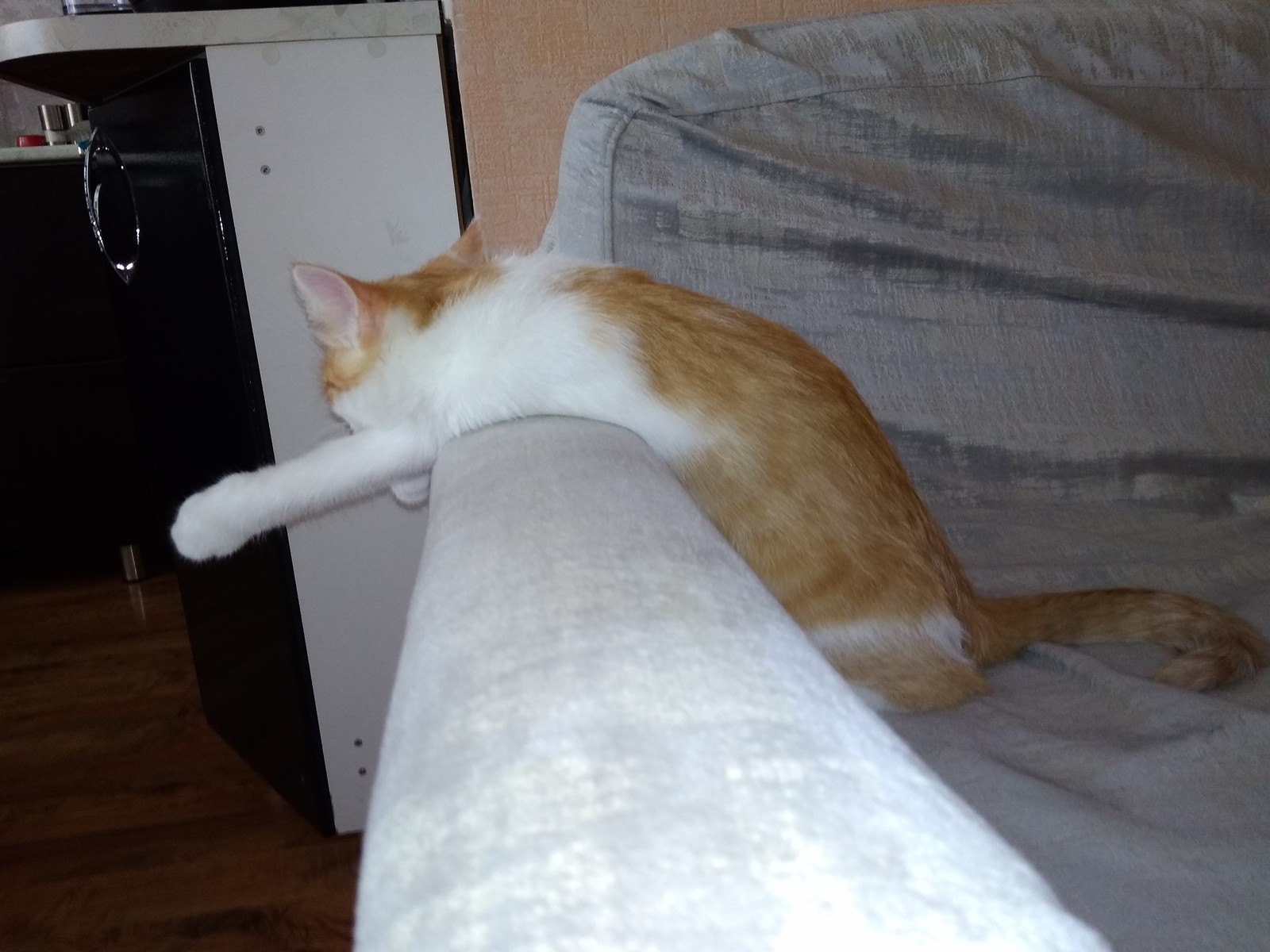 This is how my cat sleeps. - My, cat, Catomafia, Dream, Longpost