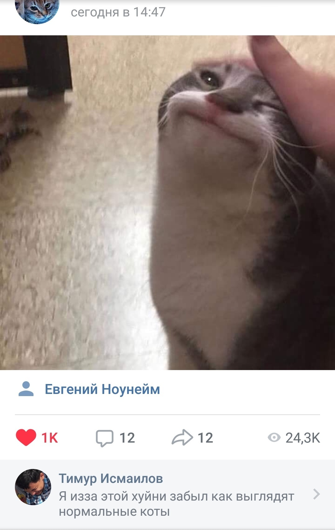 Cry from the heart - cat, , In contact with, Comments, Humor