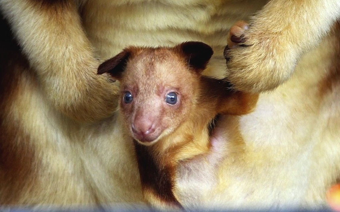 cute tree kangaroo - Kangaroo, Milota, Animals, Australia, Wild animals, Young, Mimimishno, Longpost