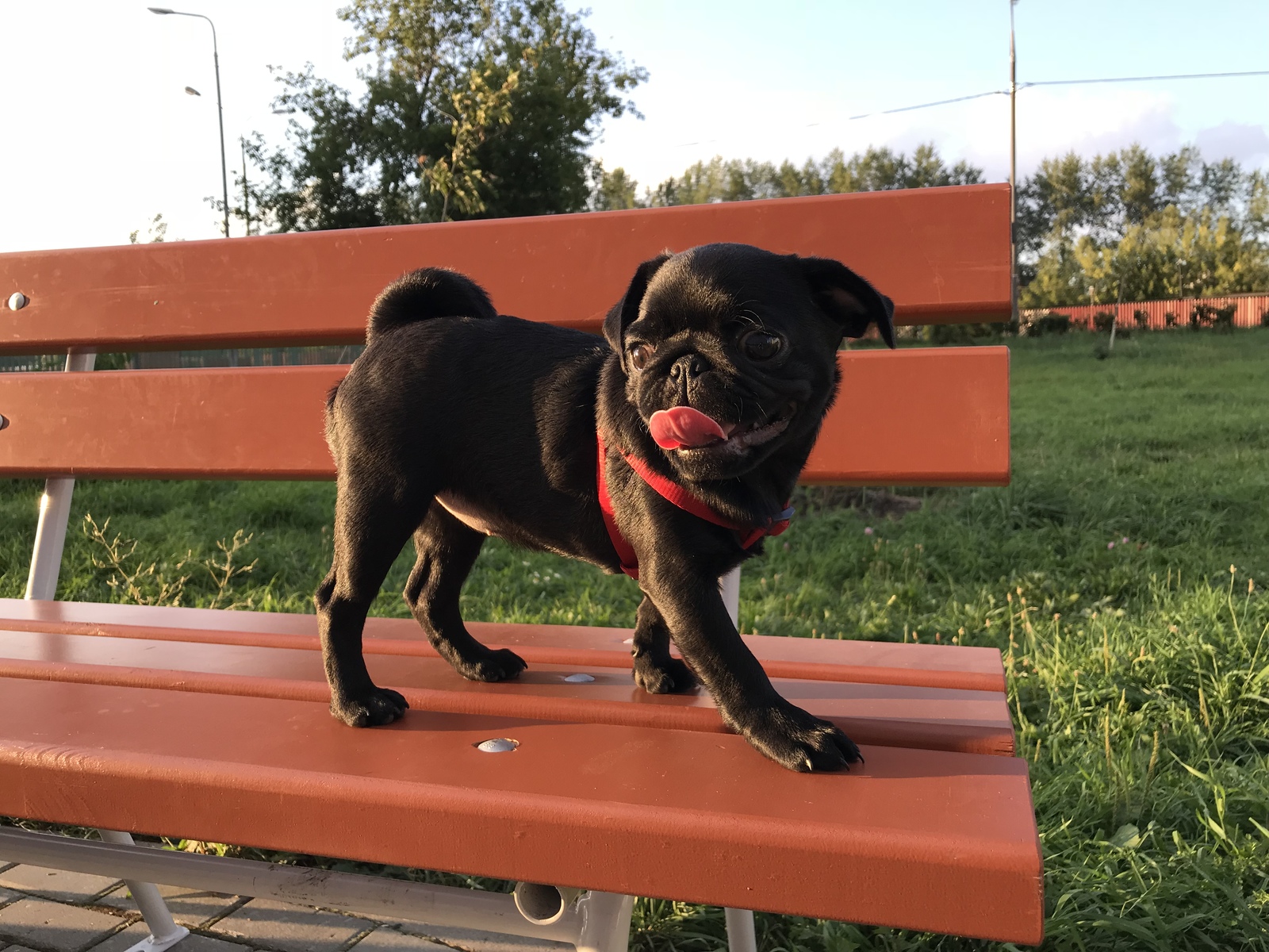 Walk on the 3rd day - My, Pug, The street, Milota, , Walk, Evening, Longpost