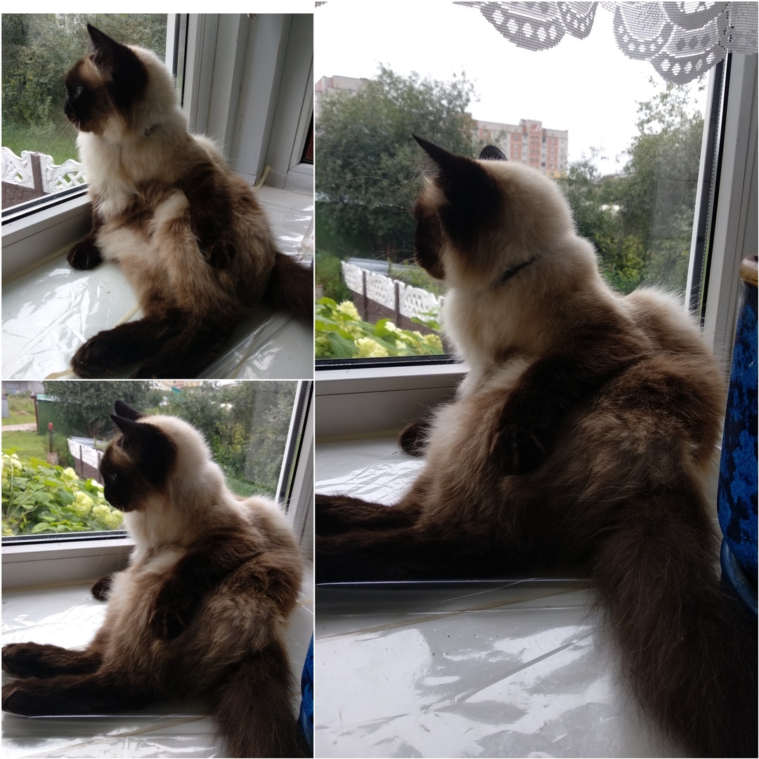 Depressed - My, cat, Pensiveness, Window