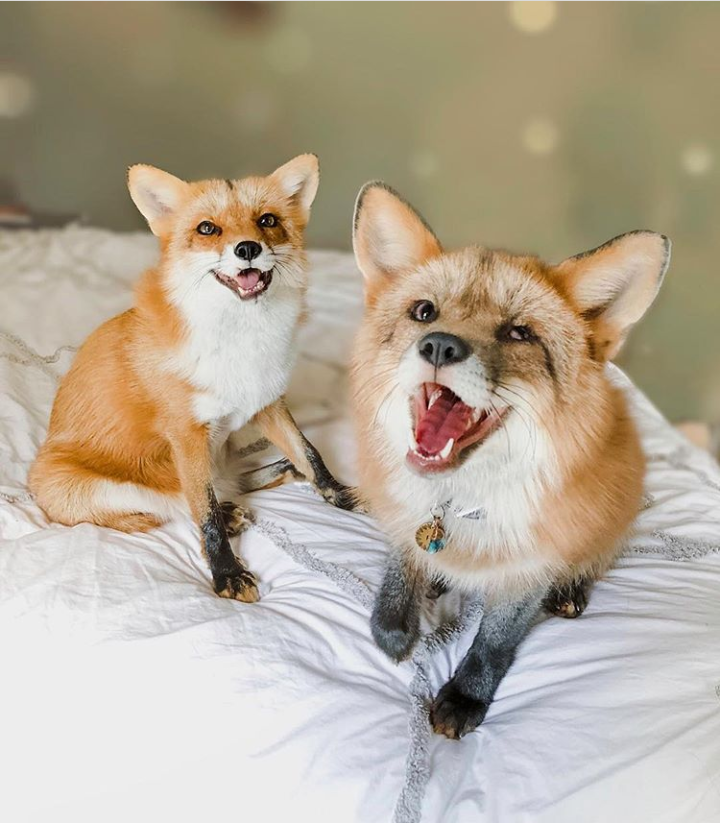 Well give me a treat ^_^ - Fox, Fox Juniper, Domestic fox, The photo, Animals, Pets