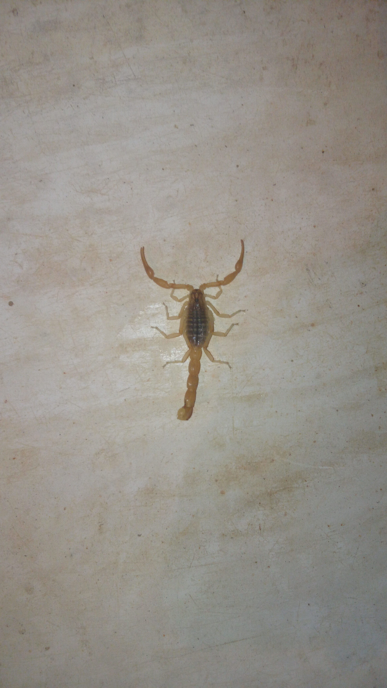 Unexpected guest - My, Scorpion, Ugh, Suddenly, Nature, Arachnids, Longpost