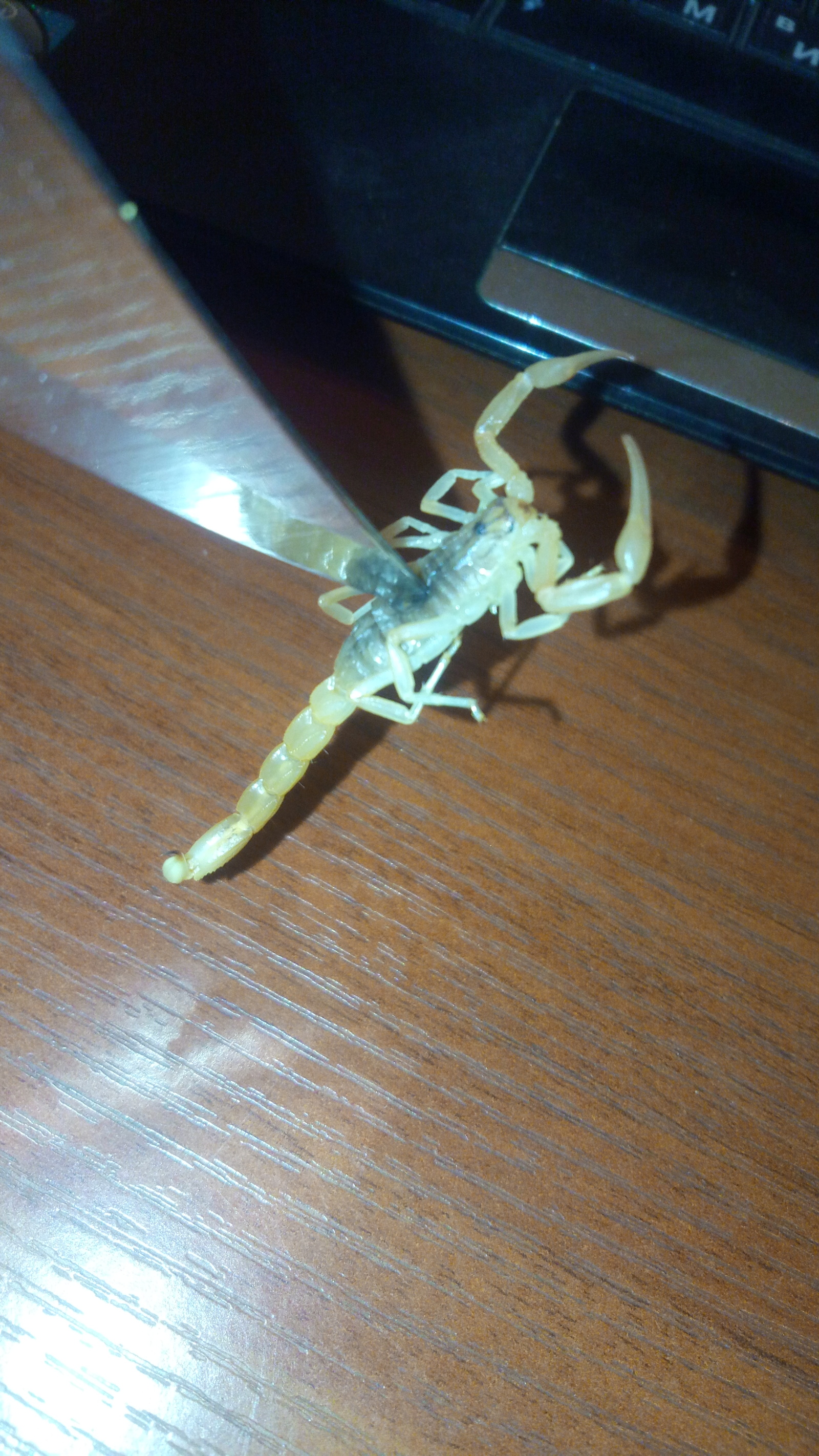 Unexpected guest - My, Scorpion, Ugh, Suddenly, Nature, Arachnids, Longpost