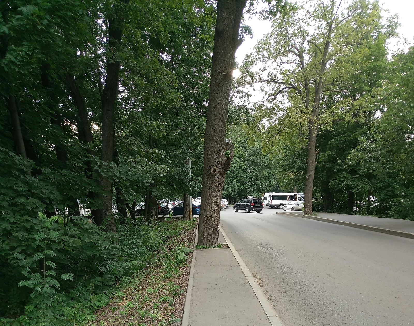 When you do it without thinking about the results.. - My, Ufa, Bike path, Tree, Sidewalk