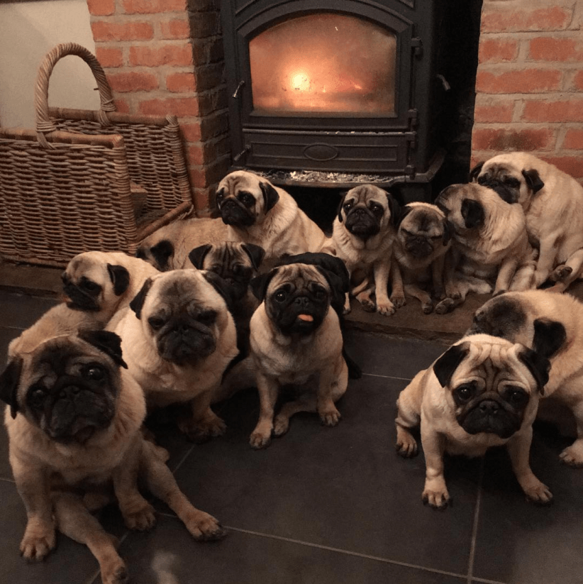 When you really love pugs - Pug, , Milota, Dog, From the network, Longpost