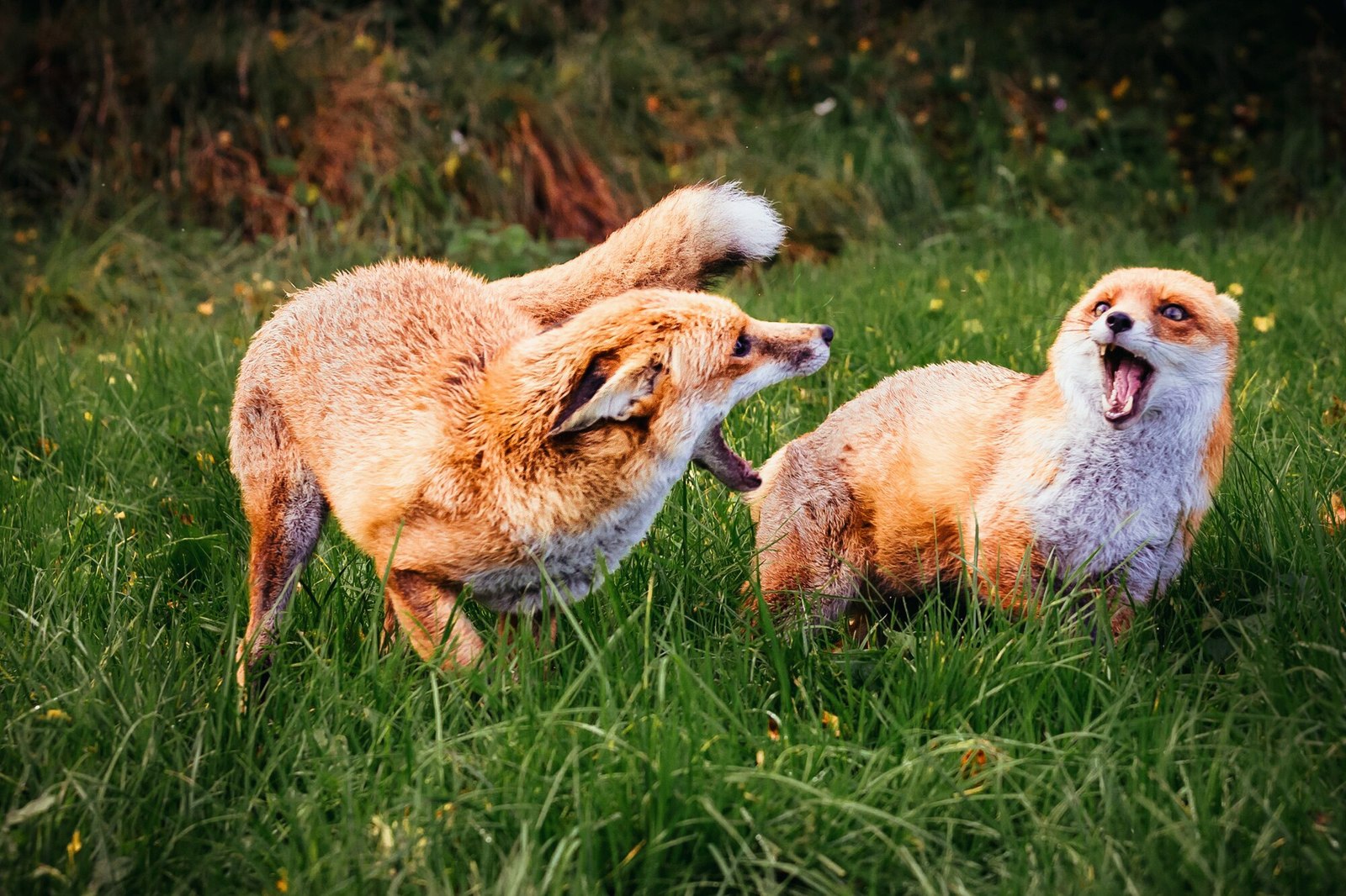 No, well, you guess!? - Fox, Talk, Nature, Milota, Animals, Redheads, The photo